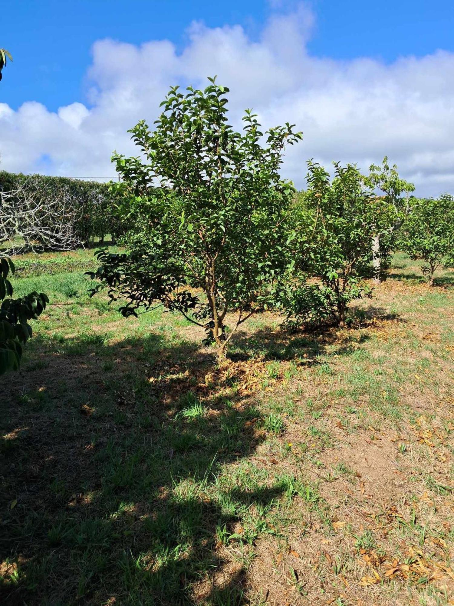 Quinta Do Norte Capelas Ngoại thất bức ảnh